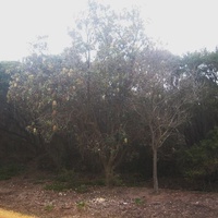 Coast Banksia
