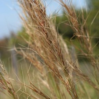 Coast Spear Grass