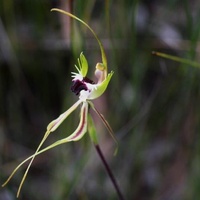 Mantis Orchid or Large Green-comb