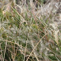 Blown Grass