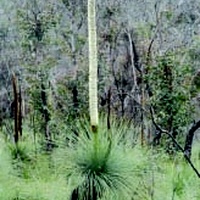 Austral Grass-tree