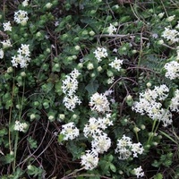 Common Rice-flower