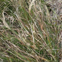 Blown Grass