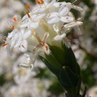 Smooth Rice-flower