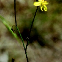 Yellow Rush-lily