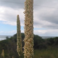 Toowoomba Canary-grass